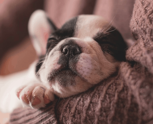 A puppy in arms resulting from pet financing.