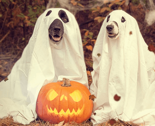 Home made costumes that save Halloween money