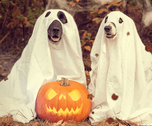 Home made costumes that save Halloween money