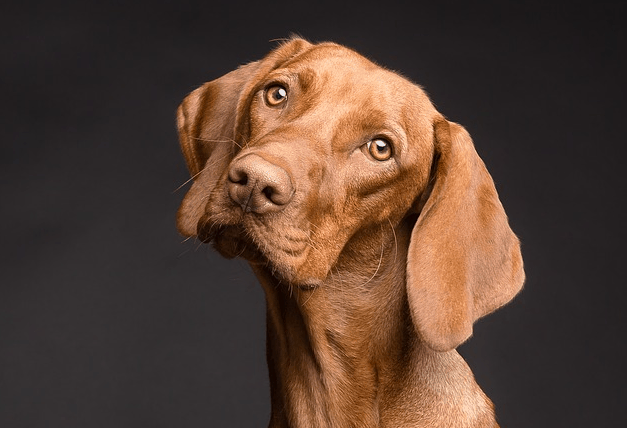 Saving money on dog care.