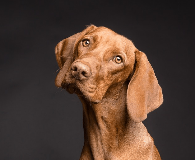 Saving money on dog care.