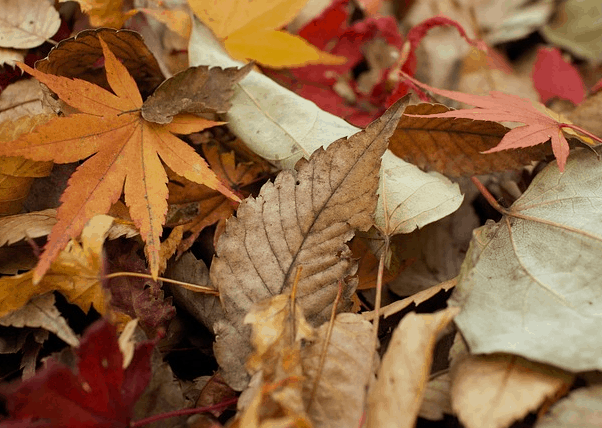 A pile of fall leaves.