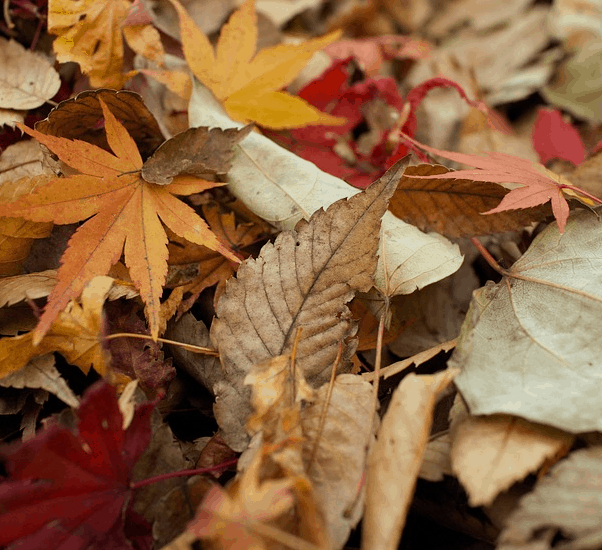 A pile of fall leaves.