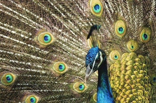 Peacock, a representation of vanity