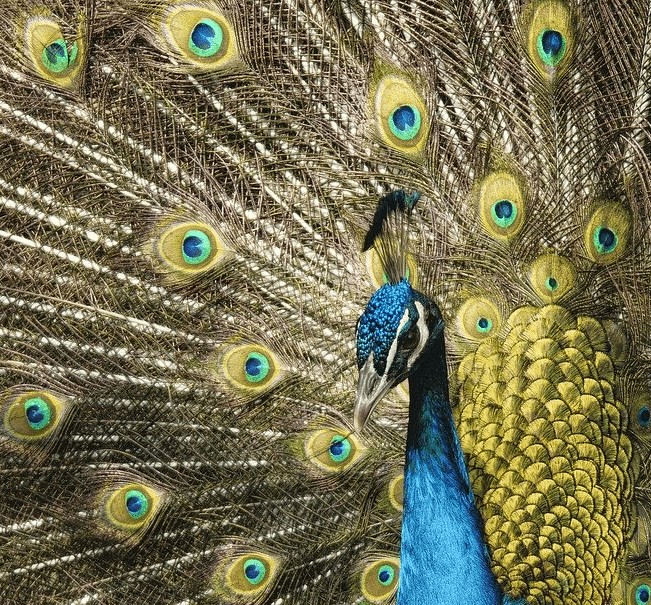 Peacock, a representation of vanity