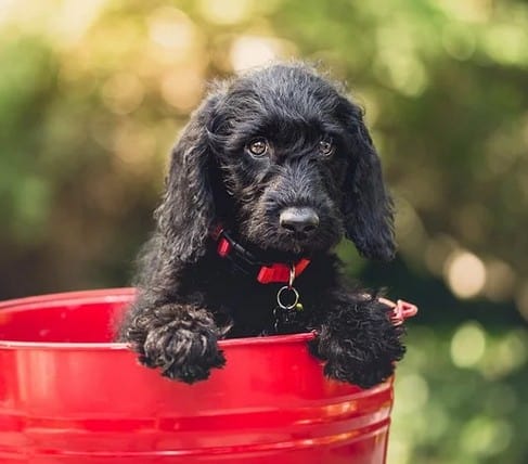 A costly pet in a red bucket.
